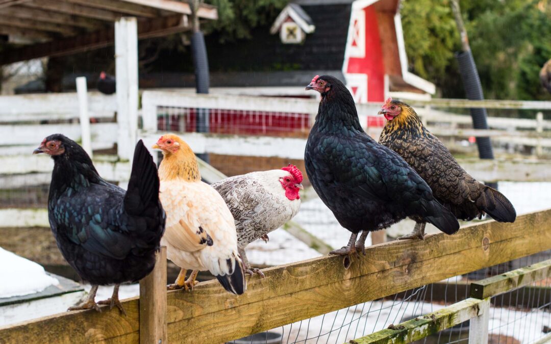 Keep Your Animals Safe with Nite Guard 