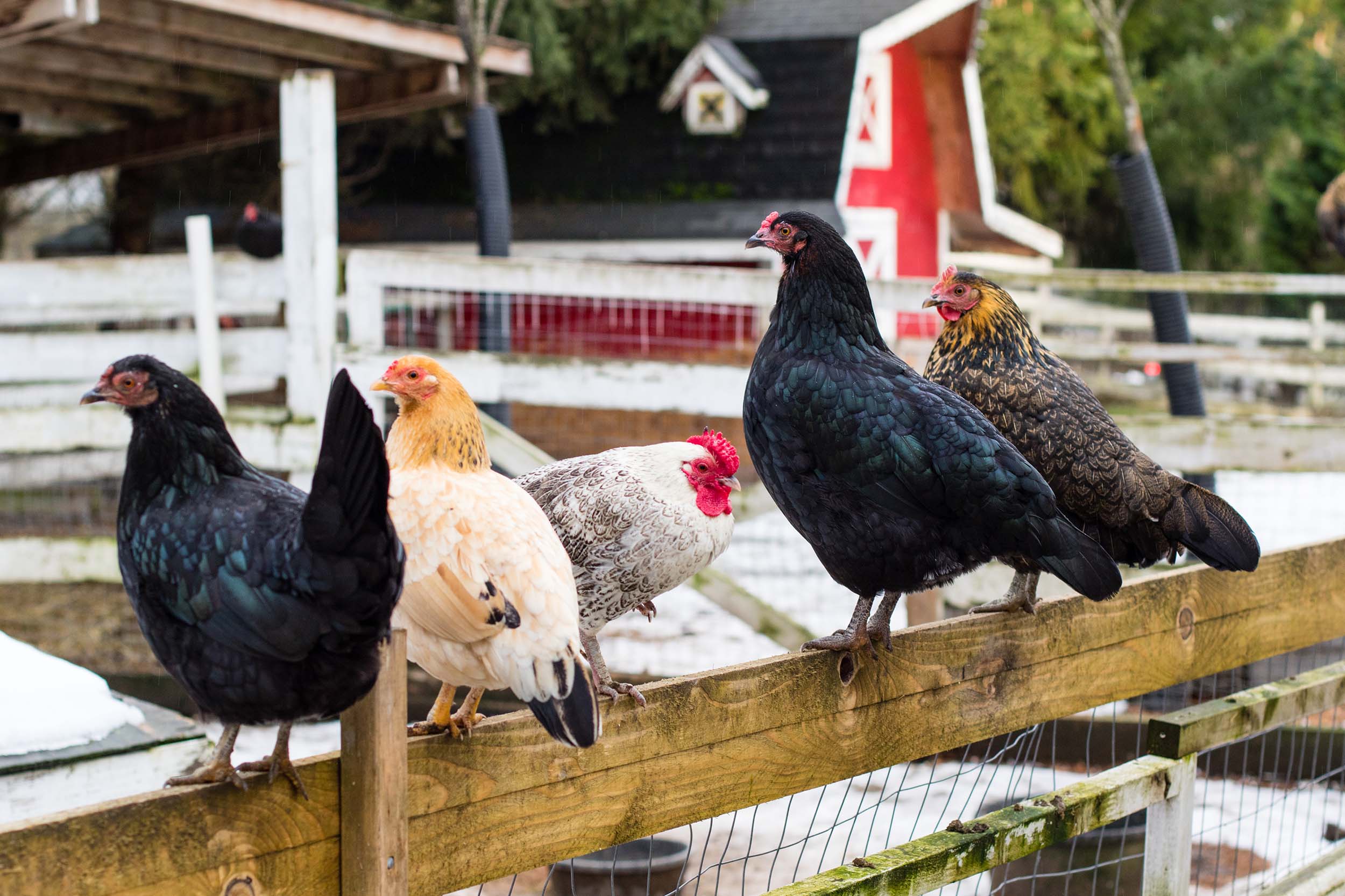 Keep Your Animals Safe with Nite Guard 