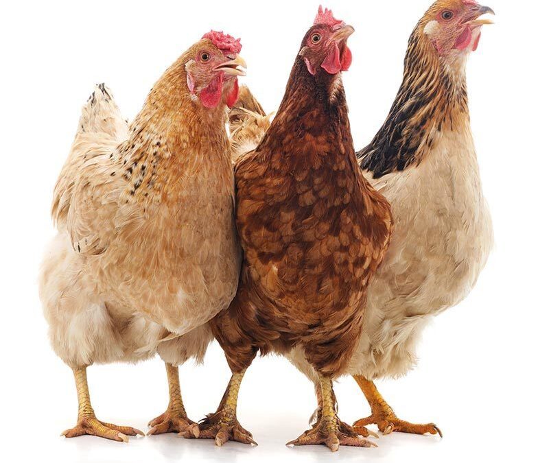 Protecting Your Flock: Top Winter Predators and How to Keep Them Away From Your Chickens