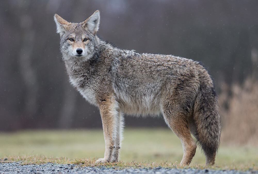 4 Effective Methods of Scaring Away Coyotes