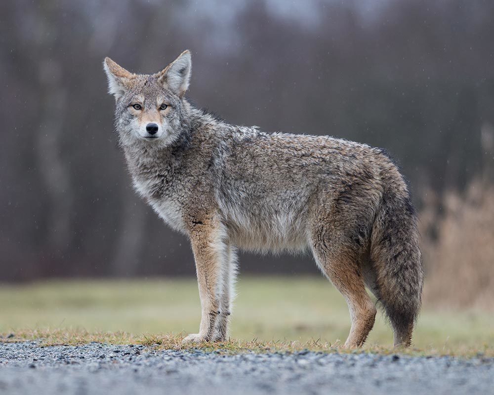4 Effective Methods of Scaring Away Coyotes