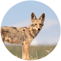 Coyote