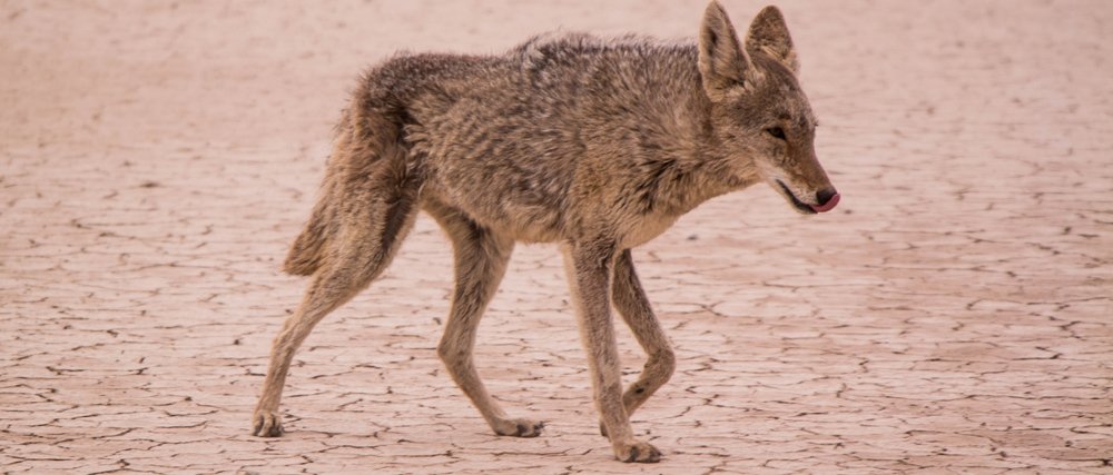 How to Tell if a Coyote Killed Your Chickens, Livestock, Pets