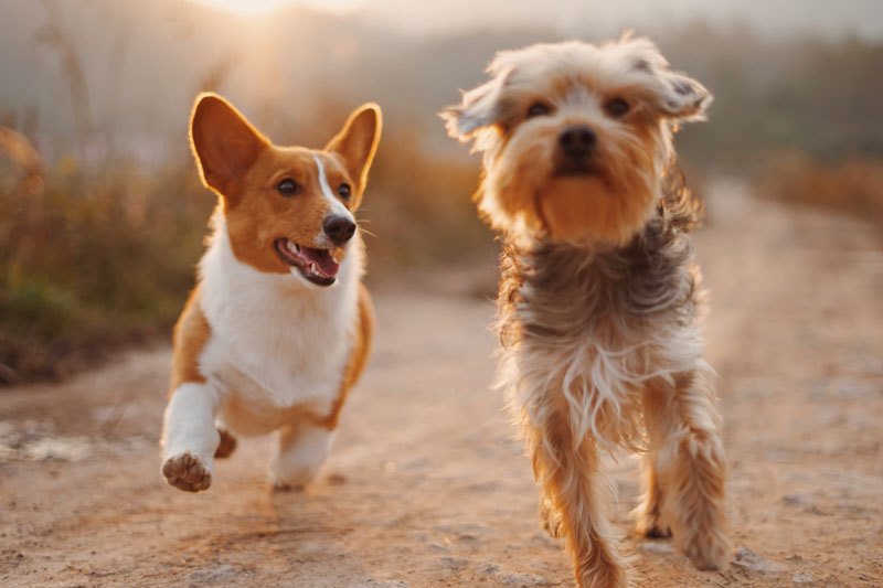 Will a Coyote Attack My Dog? Learn How to Protect Pets from Coyotes in Urban Areas