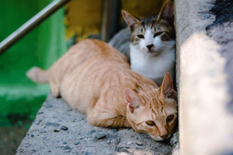 Five Tips to Solve Your Feral Cat Problem