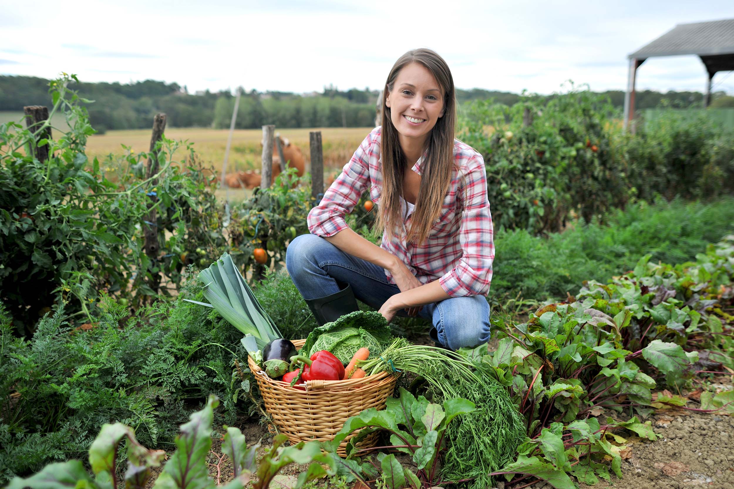Protecting Your Garden Using Nite Guard