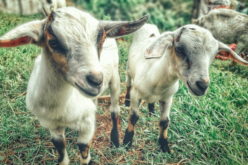 Losing Sleep Because Coyote are Killing Your Goats?