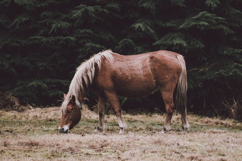 Protecting Horses Against Coyote and Other Night Predator Attacks