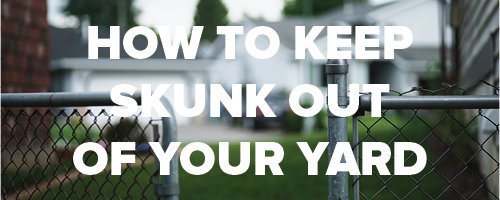 How to Keep Skunk Out of Your Yard