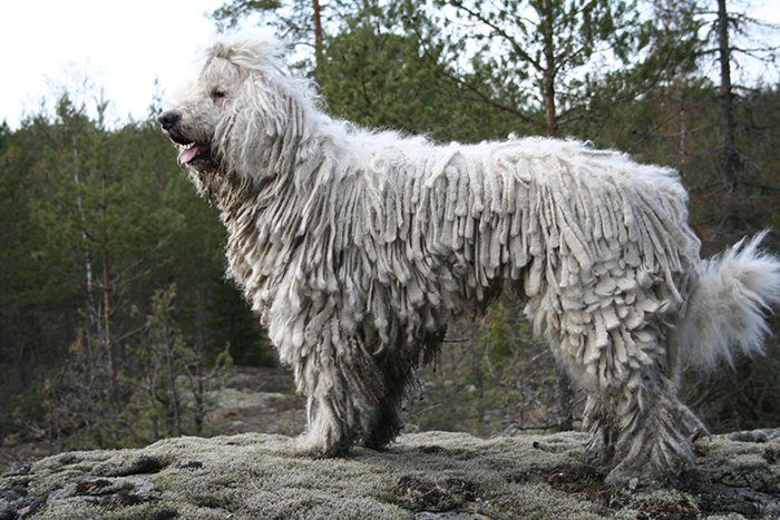 5 Livestock Guardian Dog Breeds