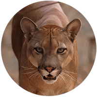 Mountain Lion
