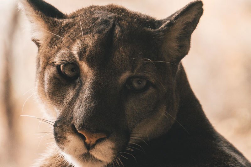 Use These 6 Tips to Protect Your Pets & Livestock From Mountain Lions
