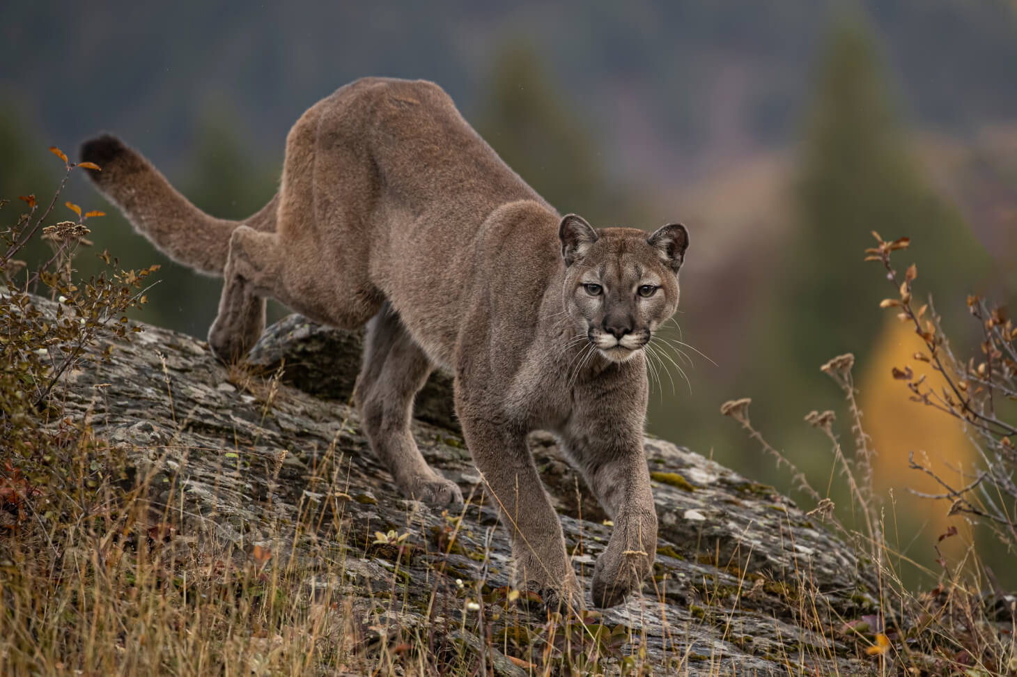 Big Bad Cats: How to Keep Mountain Lions and Bobcats Away
