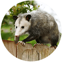 Opossum