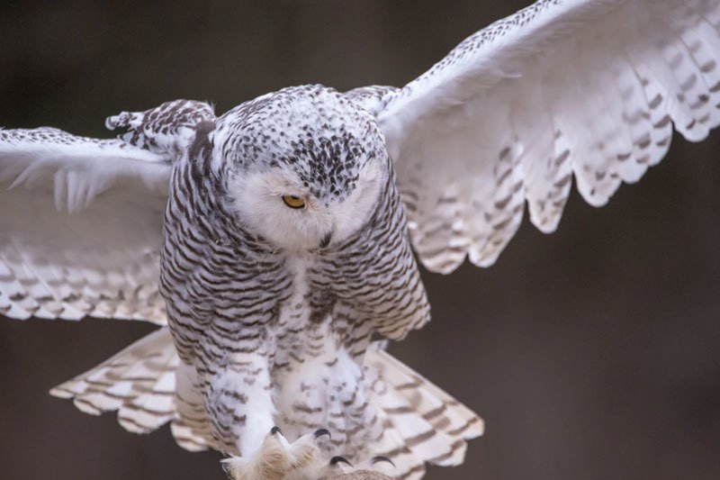 Prevent Owl Attacks During the Winter Season
