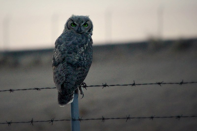 How to Keep Owls Away