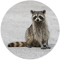 Raccoon