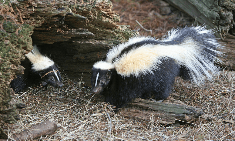 Find Out How You Can Keep Skunks Away from Your House