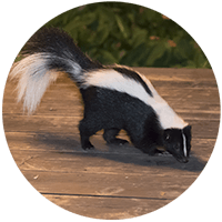 Skunk