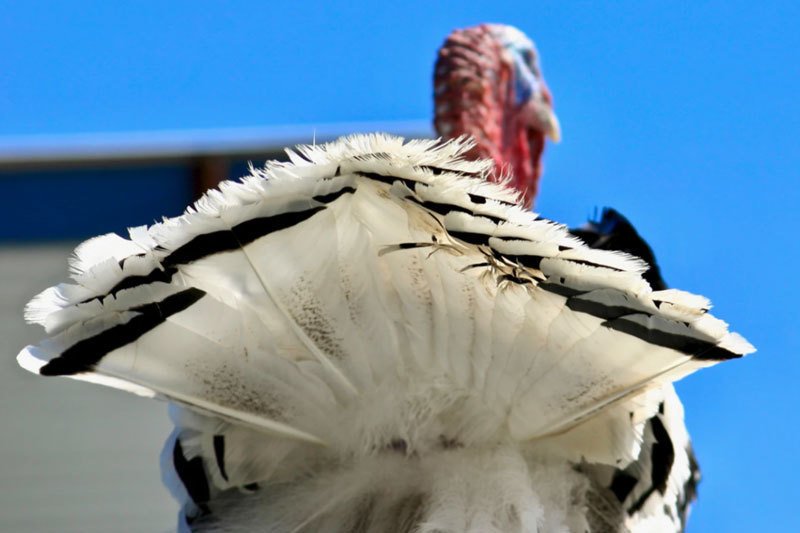 How Do You Keep Wild Turkeys Off of Your Property?