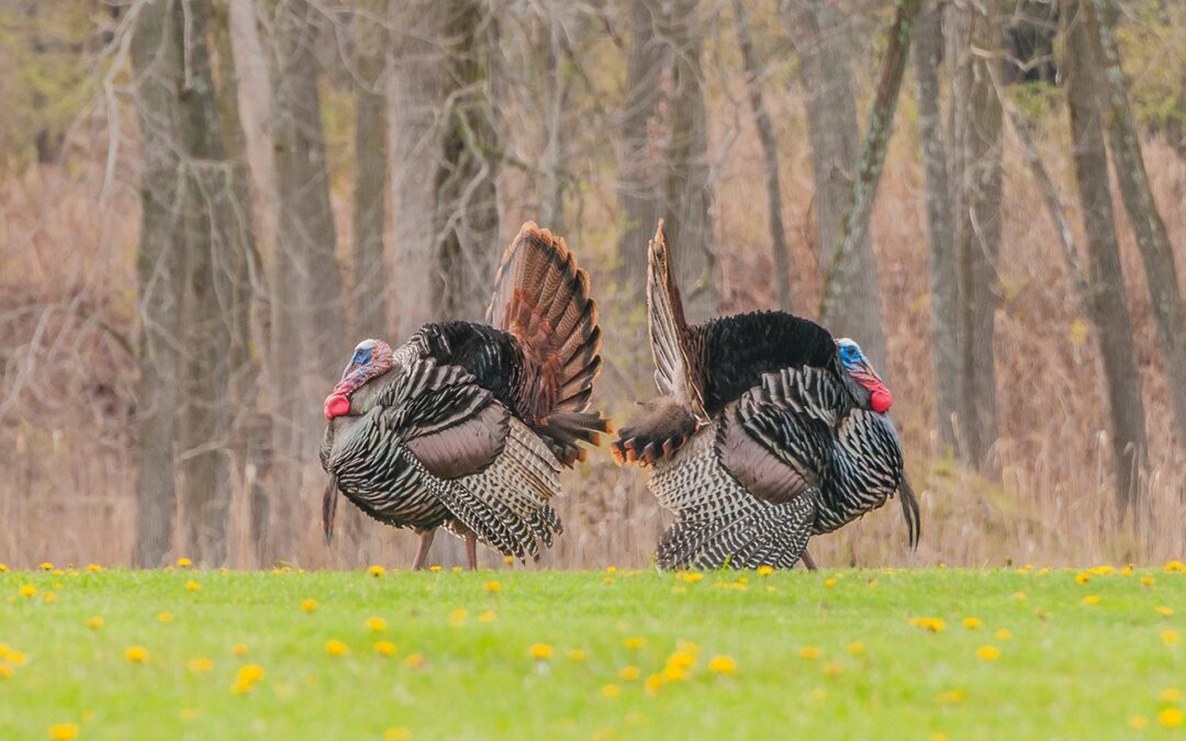 Is There Anything That Scares off Wild Turkeys?