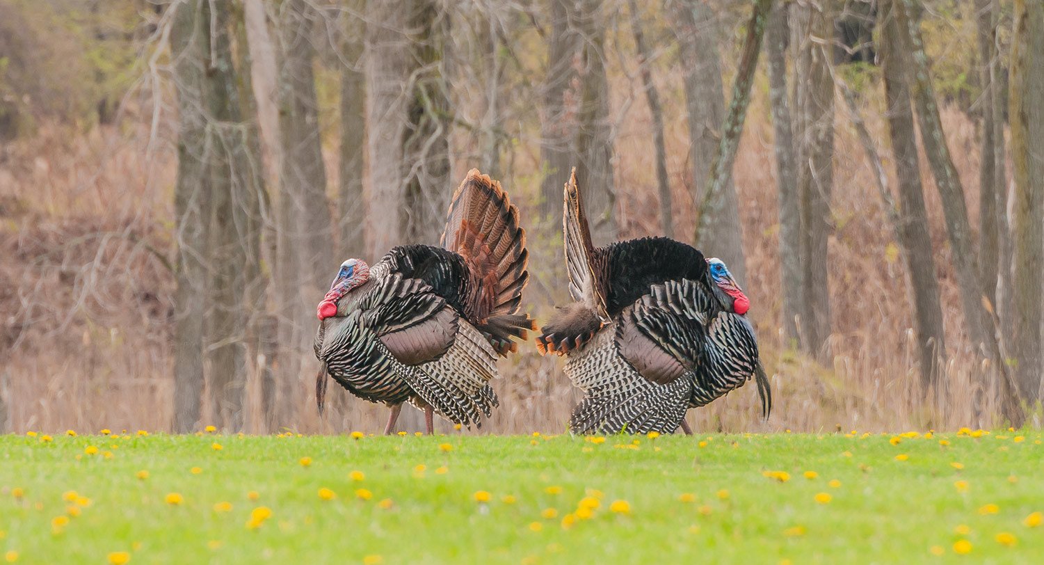 Is There Anything That Scares off Wild Turkeys?