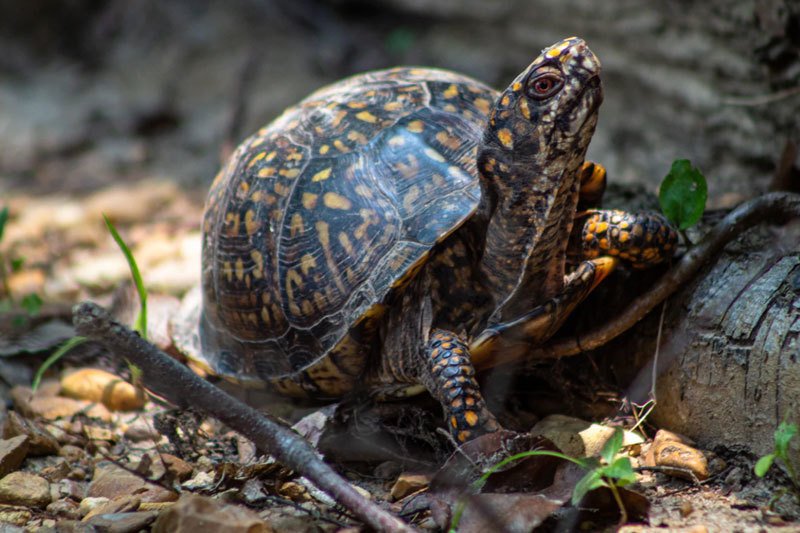 Raccoons Eating Turtles
