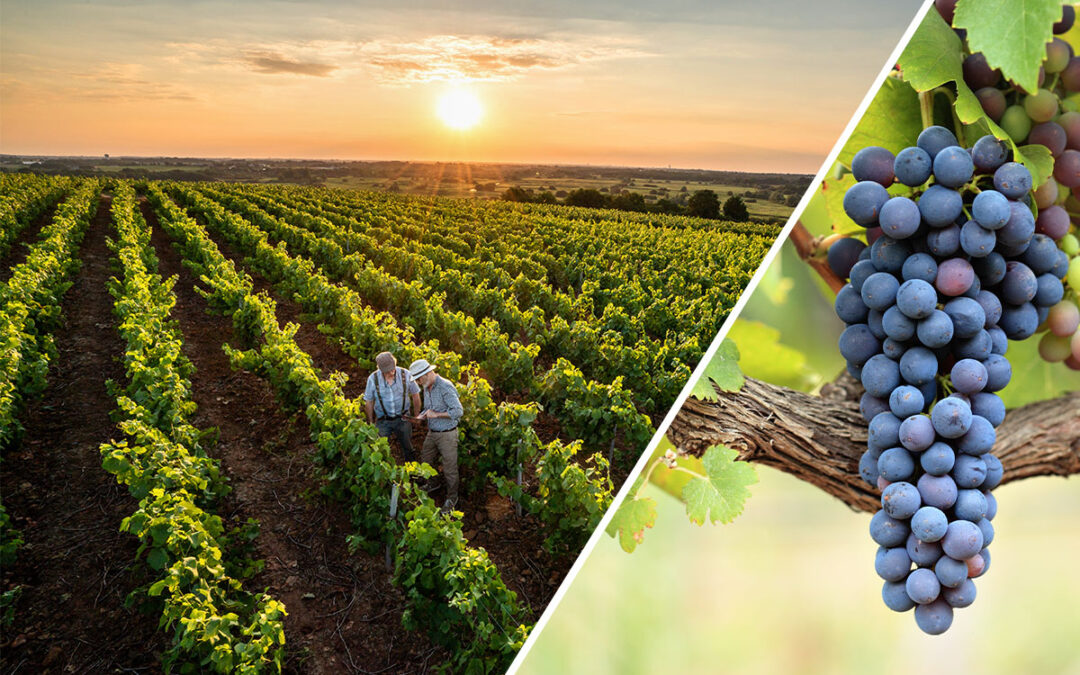 Keep Your Vineyard or Orchard Safe with Nite Guard