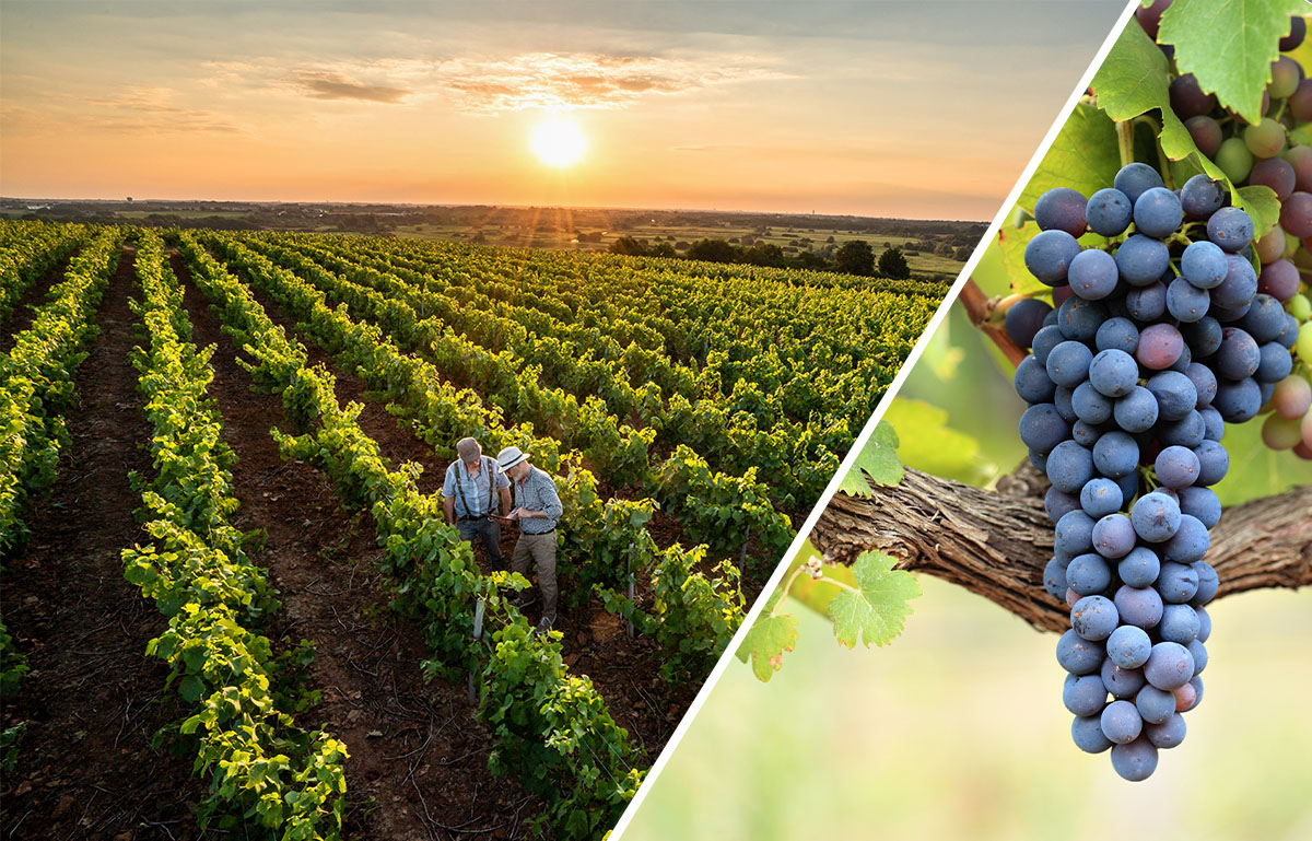 Keep Your Vineyard or Orchard Safe with Nite Guard