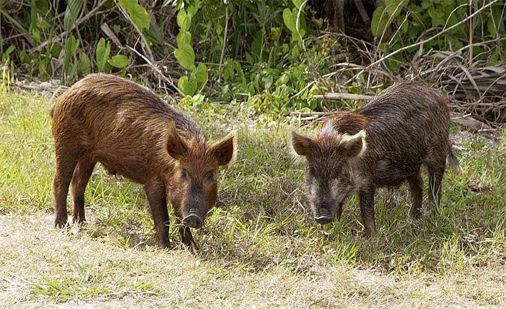 Wild Hogs Tearing Up My Yard: Try These Tips