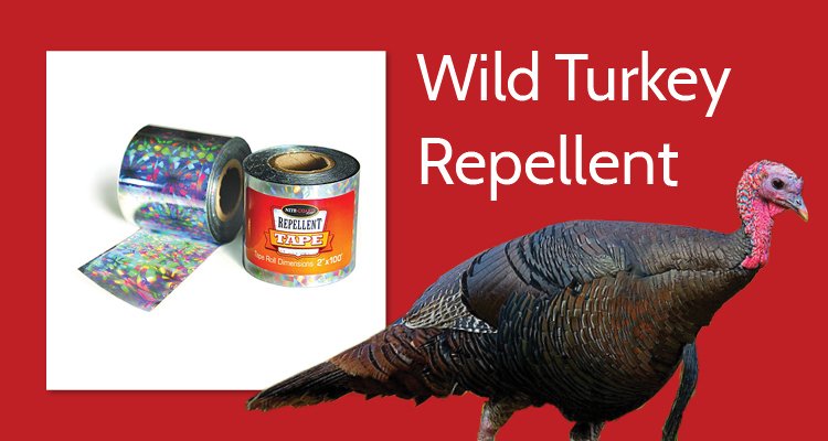 How to Deter Turkeys: 5 Humane, Wild Turkey-Friendly Tips