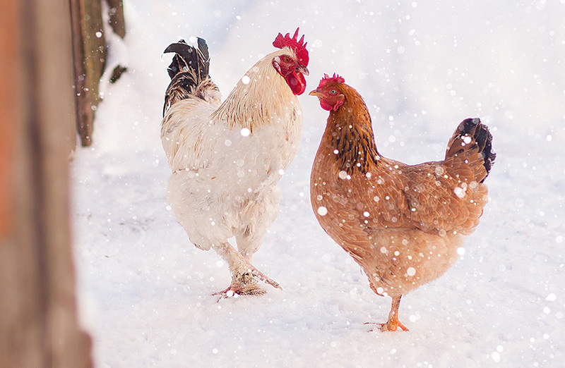 How Does Winter Affect Nite Guard Products