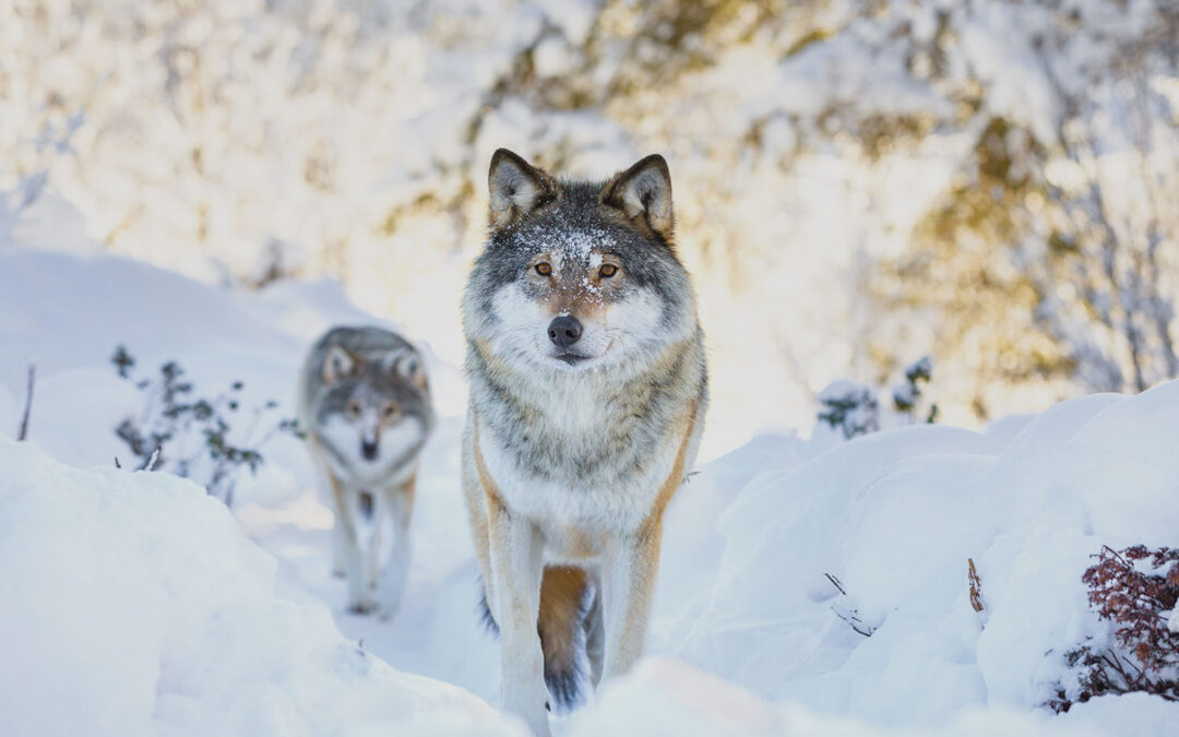 Four Tips to Keep Wolves Away