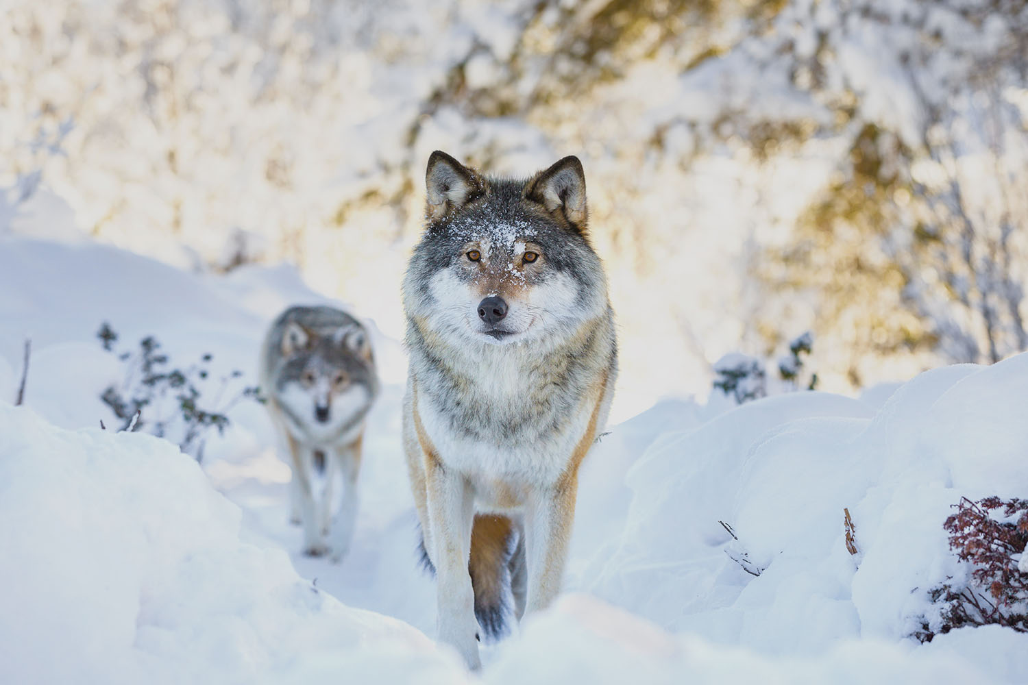 Four Tips to Keep Wolves Away