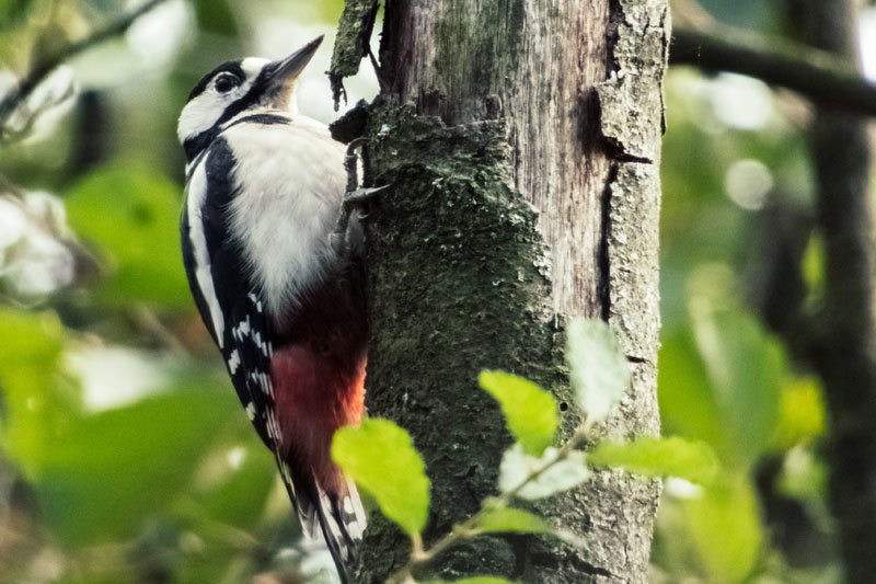 How to Keep Woodpeckers Away from Your House