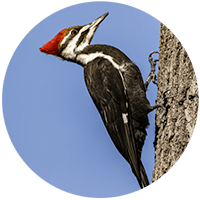 Woodpecker